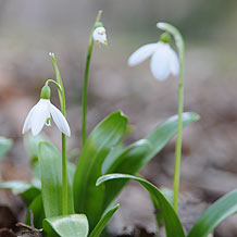 Privatgarten
