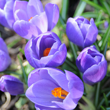Privatgarten