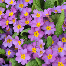Privatgarten