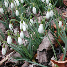Privatgarten