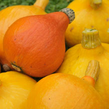 Koppert TRIANUM