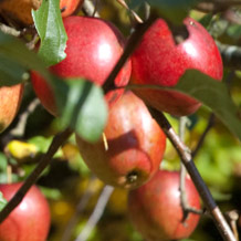 Koppert TRIANUM