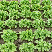 GreenFit | Bodenverbesserung