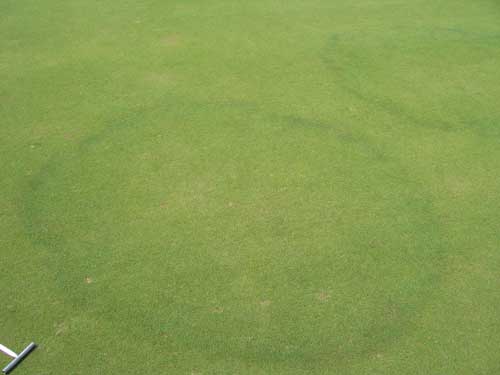 Yves Kessler Vegetationstechnik