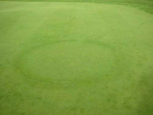 Yves Kessler Vegetationstechnik