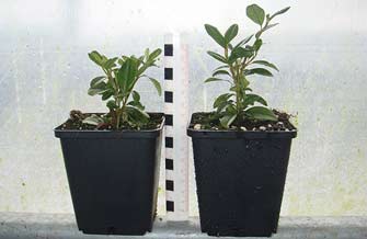 Verbessertes Wachstum bei Cotoneaster