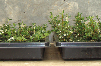 Verbessertes Wachstum bei Cotoneaster