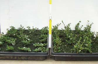 Verbessertes Wachstum bei Cotoneaster