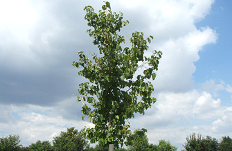 Verbessertes Wachstum an Extremstandorten