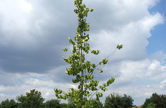 Verbessertes Wachstum an Extremstandorten