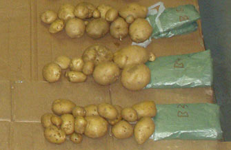 Ertragssteigerung im Kartoffelanbau