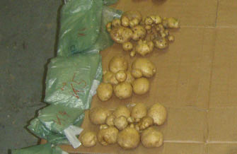 Ertragssteigerung im Kartoffelanbau