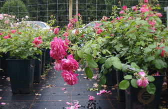 Verbessertes Wachstum bei Rosen