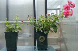 Verbessertes Wachstum bei Rosen