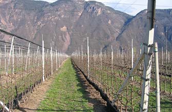 Ertragssteigerung im Obstanbau