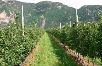 Ertragssteigerung im Obstanbau