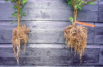 Verbessertes Wurzelwachstum