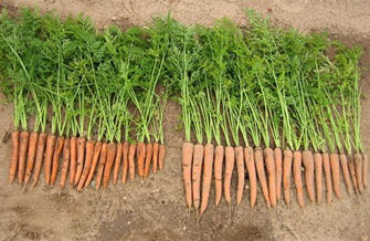 Ertragssteigerung bei Karotten