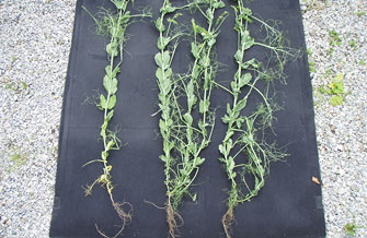 Wachstumsverbesserung bei Futtererbsen