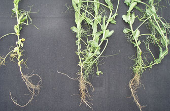 Wachstumsverbesserung bei Futtererbsen