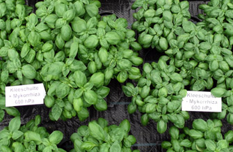 Yves Kessler Vegetationstechnik