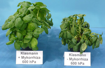 Yves Kessler Vegetationstechnik