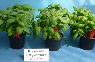 Yves Kessler Vegetationstechnik