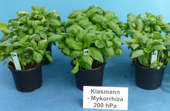 Yves Kessler Vegetationstechnik