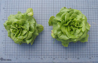 Yves Kessler Vegetationstechnik