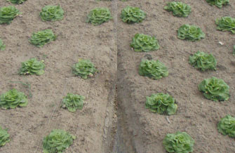 Yves Kessler Vegetationstechnik