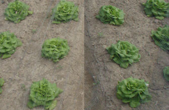 Yves Kessler Vegetationstechnik