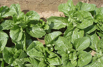 Yves Kessler Vegetationstechnik