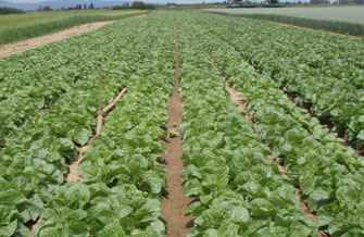 Yves Kessler Vegetationstechnik