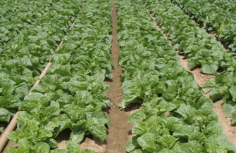 Yves Kessler Vegetationstechnik