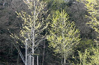 Yves Kessler Vegetationstechnik