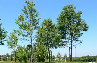 Yves Kessler Vegetationstechnik