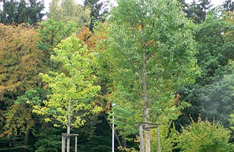 Yves Kessler Vegetationstechnik