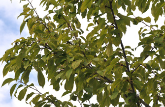 Yves Kessler Vegetationstechnik