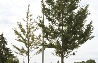 Yves Kessler Vegetationstechnik