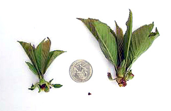 Yves Kessler Vegetationstechnik