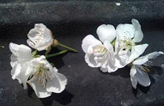 Yves Kessler Vegetationstechnik