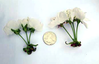 Yves Kessler Vegetationstechnik