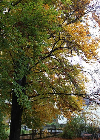 Yves Kessler Vegetationstechnik | L&ouml;sungen