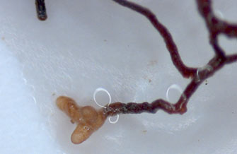 Yves Kessler Vegetationstechnik