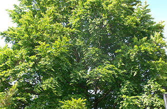 Yves Kessler Vegetationstechnik