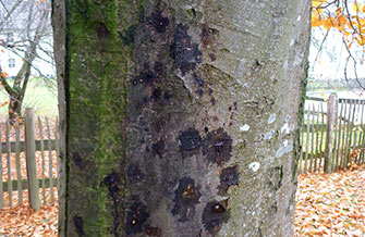 Yves Kessler Vegetationstechnik