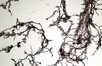 Yves Kessler Vegetationstechnik | L&ouml;sungen