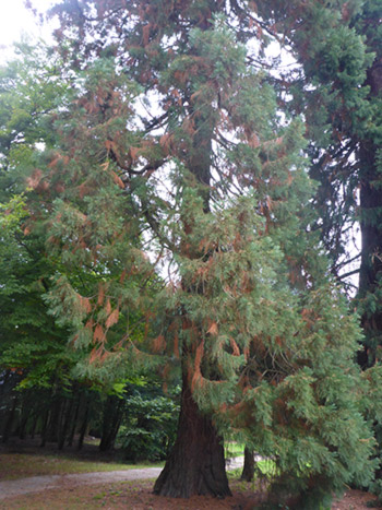 Yves Kessler Vegetationstechnik