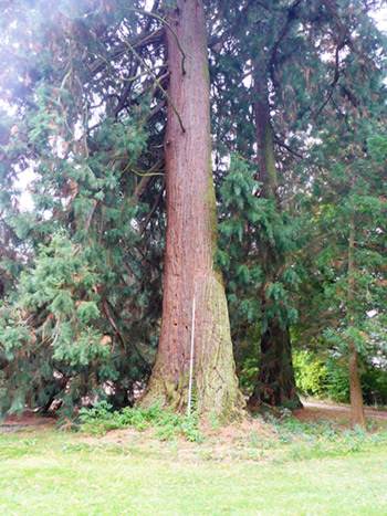 Yves Kessler Vegetationstechnik