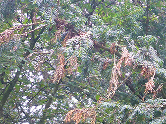 Yves Kessler Vegetationstechnik